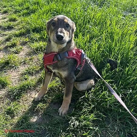 Benito, beige male senior Mixed Breed for adoption at Tierschutz Hanau, Hanau
