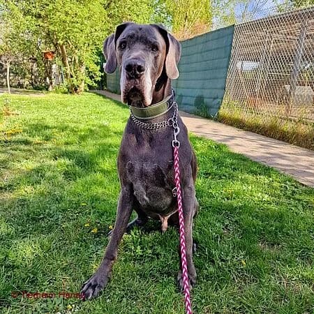 Bones, blau male senior Mixed Breed for adoption at Tierschutz Hanau, Hanau