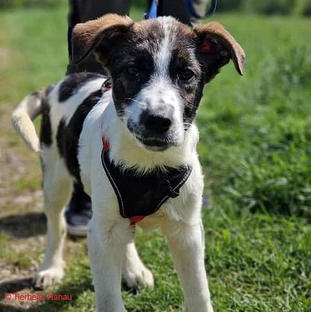Hikaru, braun male young Mixed Breed for adoption at Tierschutz Hanau, Hanau
