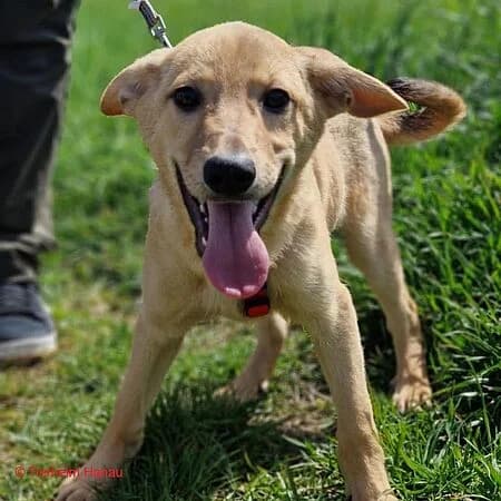 Maddox, beige male puppy Mixed Breed for adoption at Tierschutz Hanau, Hanau