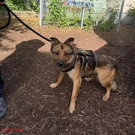Simba, braun male young Mixed Breed for adoption at Tierschutz Hanau, Hanau
