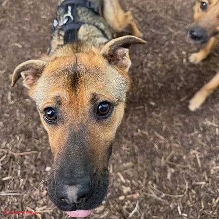 Pumpkin, braun male young Mixed Breed for adoption at Tierschutz Hanau, Hanau