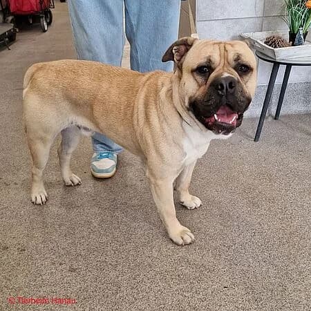Ace, beige male young Mixed Breed for adoption at Tierschutz Hanau, Hanau