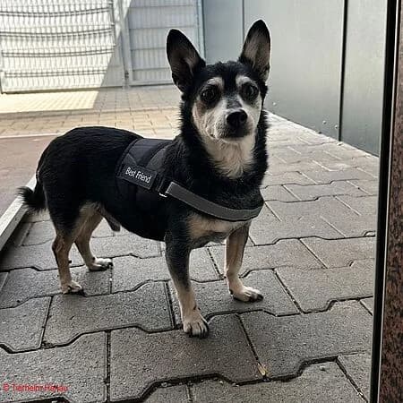 Jonny, schwarz male senior Mixed Breed for adoption at Tierschutz Hanau, Hanau