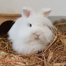Milky, female puppy Mixed Breed for adoption at Tierschutz Hanau, Hanau