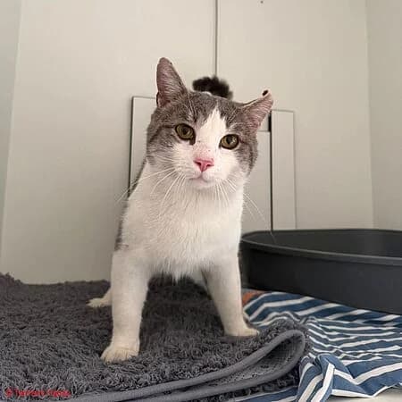 Dexter, grau male puppy Mixed Breed for adoption at Tierschutz Hanau, Hanau