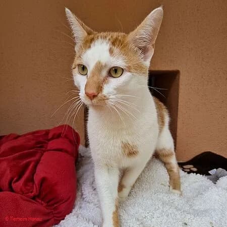 Casper, rot male puppy Mixed Breed for adoption at Tierschutz Hanau, Hanau
