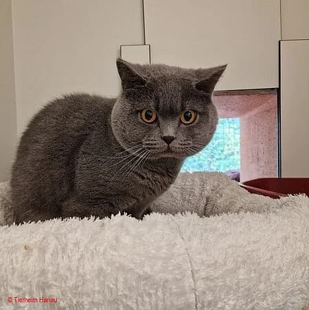 Mochi, grau male 4yo Mixed Breed for adoption at Tierschutz Hanau, Hanau
