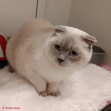 Mochi 2, male 3yo Mixed Breed for adoption at Tierschutz Hanau, Hanau
