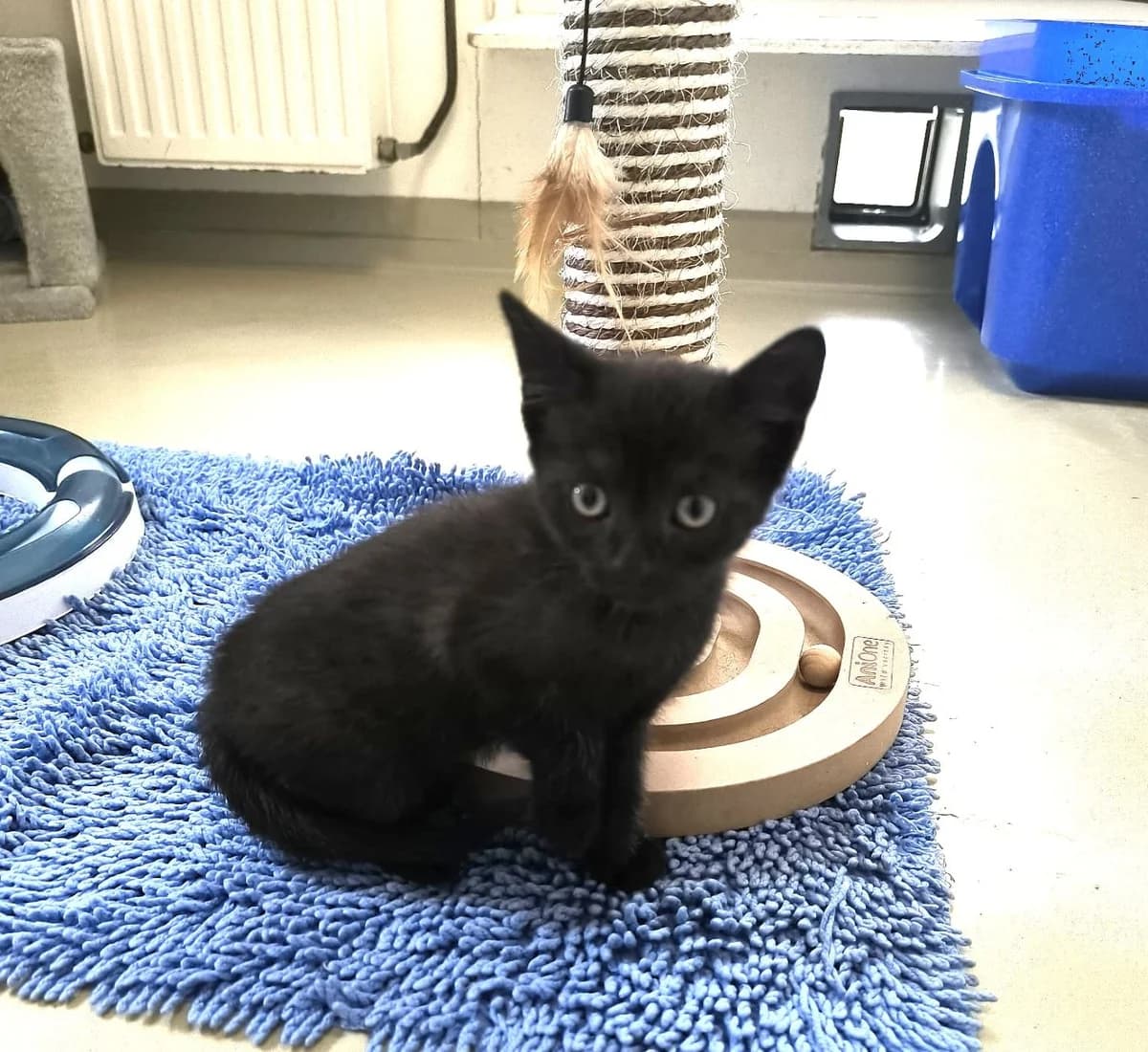8 Schwarze Kitten (nur Im Doppelpack Zu Vermitteln), male puppy Mixed Breed for adoption at Tierschutz Hildesheim und Umgebung e.V., Hildesheim