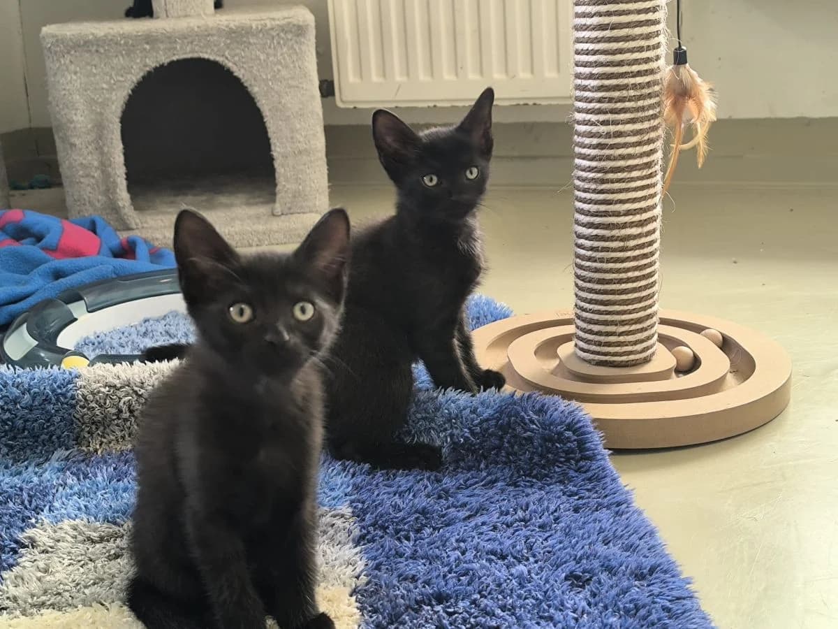 Schwarze Kitten (nur Im Doppelpack Zu Vermitteln), male puppy Mixed Breed for adoption at Tierschutz Hildesheim und Umgebung e.V., Hildesheim