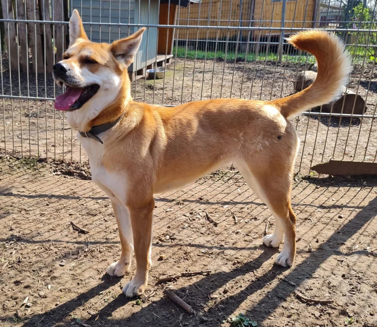 Yuma, female puppy Akita for adoption at Tierschutz Hildesheim und Umgebung e.V., Hildesheim