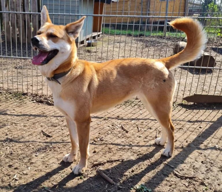 Yuma, female puppy Akita for adoption at Tierschutz Hildesheim und Umgebung e.V., Hildesheim