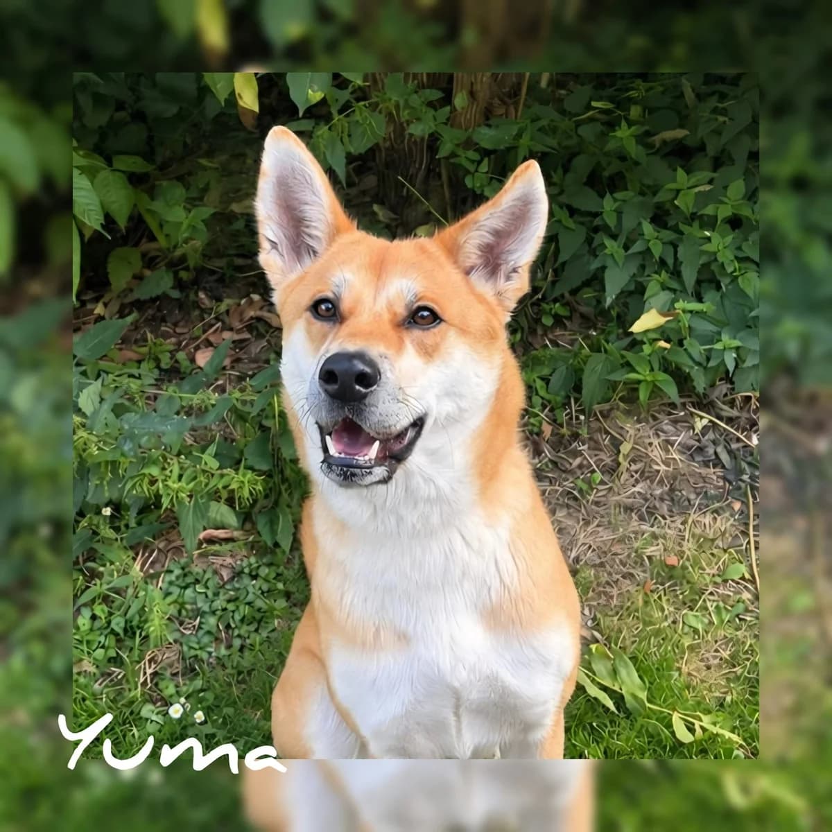 Yuma, female puppy Akita for adoption at Tierschutz Hildesheim und Umgebung e.V., Hildesheim