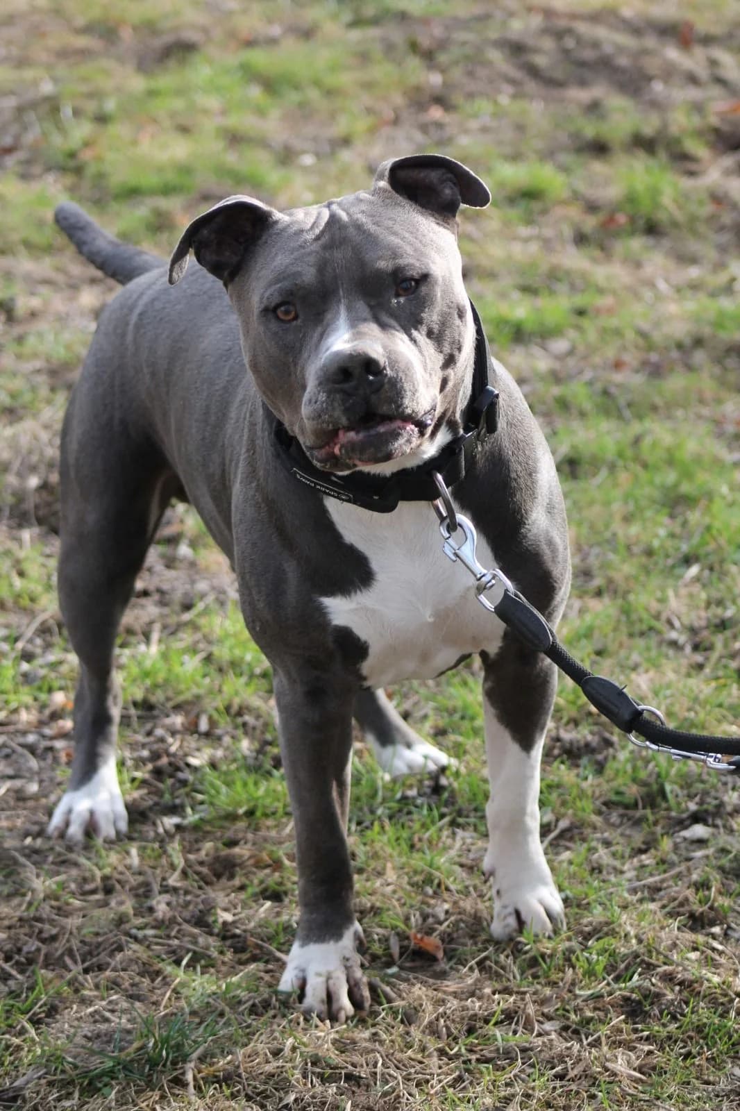 Kalle, male puppy mixed breed for adoption at Tierschutz Hildesheim und Umgebung e.V., Hildesheim