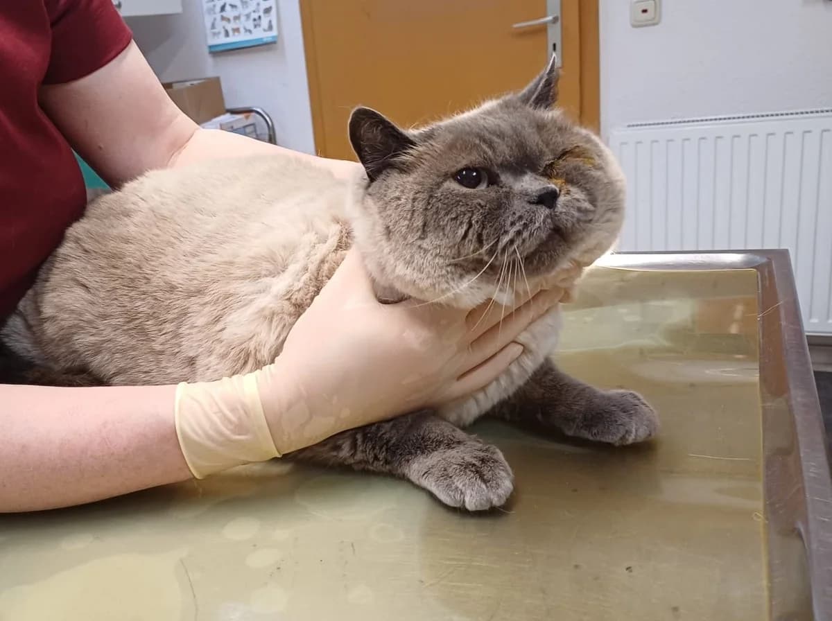 Milan, male British Shorthair for adoption at Tierschutz Hildesheim und Umgebung e.V., Hildesheim