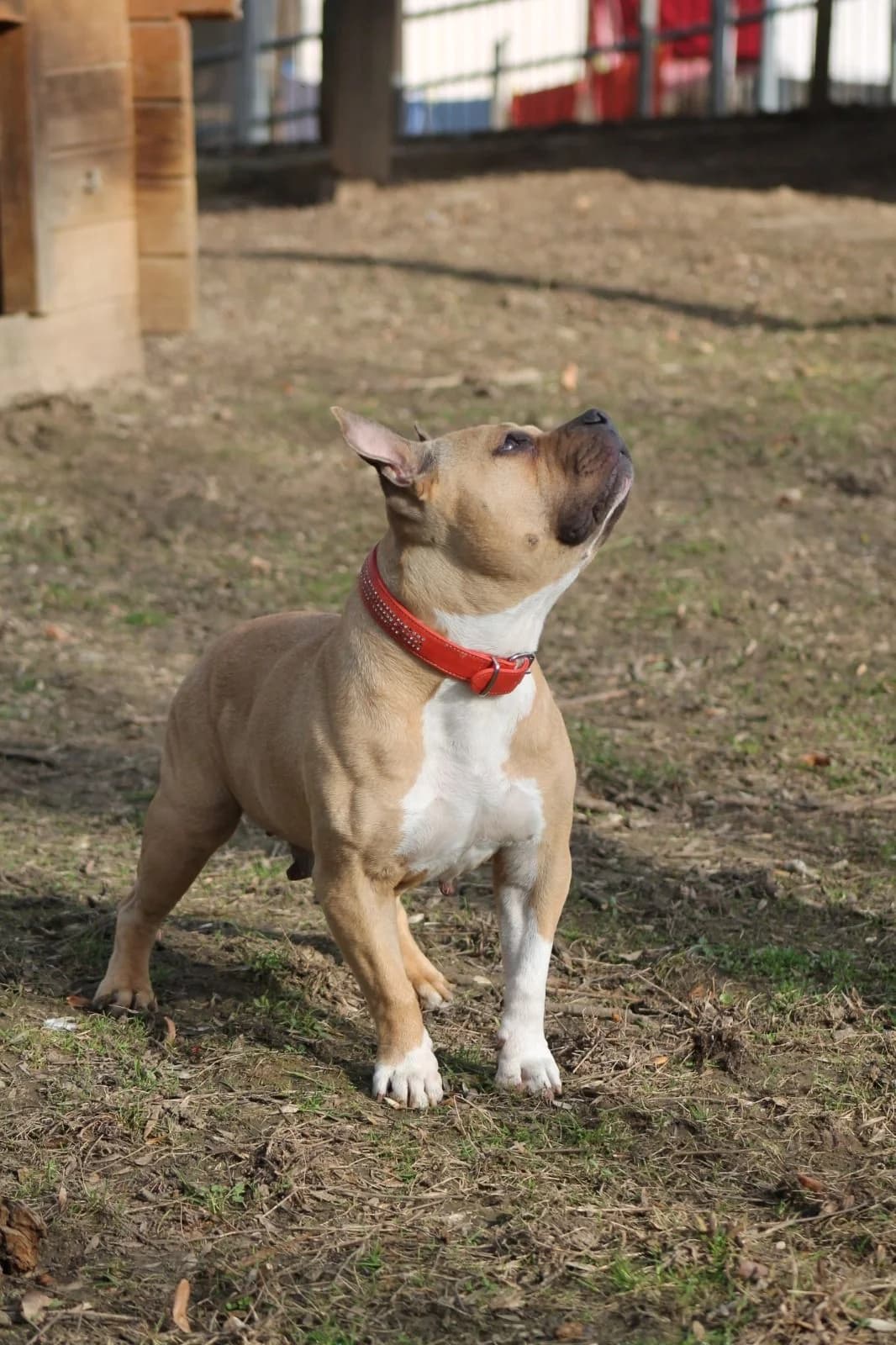 Lina, female puppy English Bulldog for adoption at Tierschutz Hildesheim und Umgebung e.V., Hildesheim