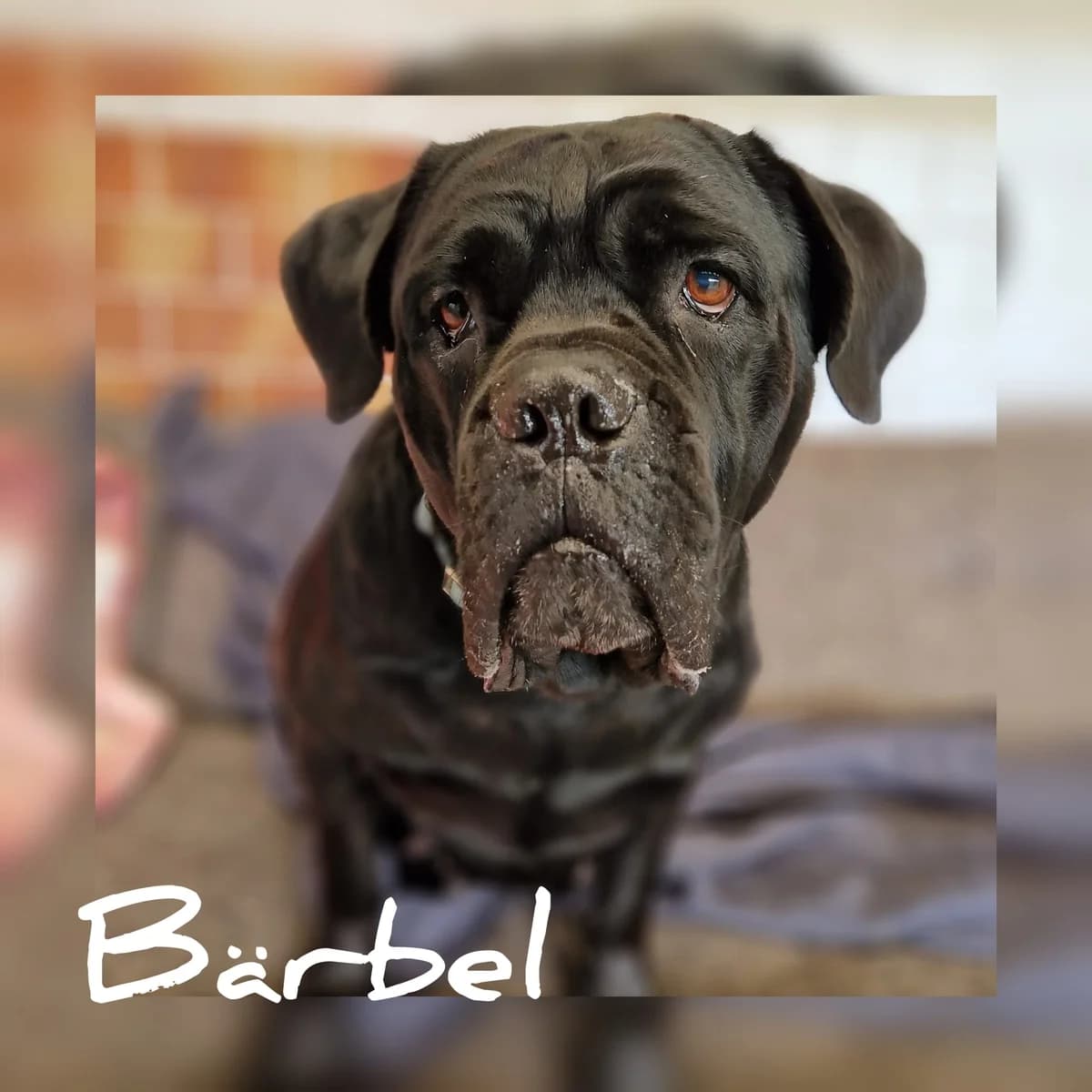 Bärbel, male 5yo Cane Corso for adoption at Tierschutz Hildesheim und Umgebung e.V., Hildesheim