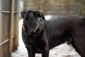 Klausi, male 3yo Cane Corso for adoption at Tierschutz Hildesheim und Umgebung e.V., Hildesheim