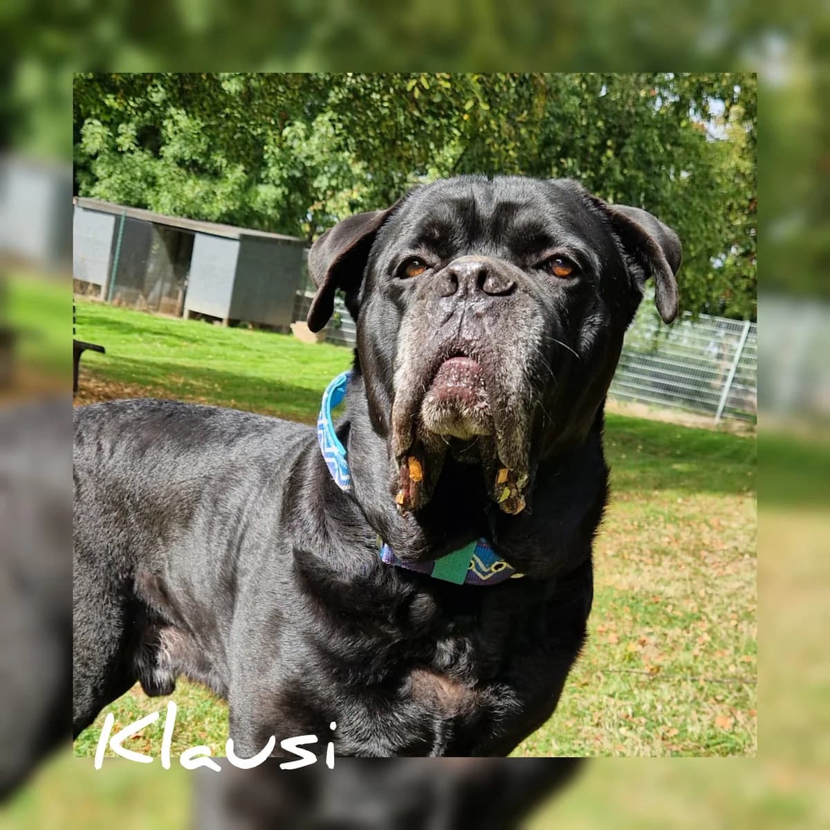 Klausi, male 5yo Cane Corso for adoption at Tierschutz Hildesheim und Umgebung e.V., Hildesheim