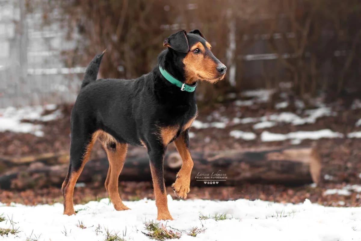 Rudi, male 7yo mixed breed for adoption at Tierschutz Hildesheim und Umgebung e.V., Hildesheim