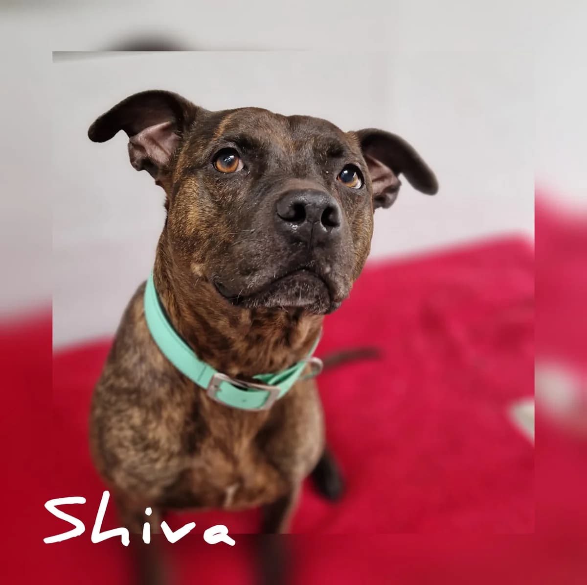 Shiva, female Staffordshire Bull Terrier for adoption at Tierschutz Hildesheim und Umgebung e.V., Hildesheim