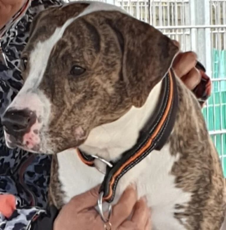Snoop – Auf Pflegestelle, male 7yo mixed breed for adoption at Tierschutz Hildesheim und Umgebung e.V., Hildesheim