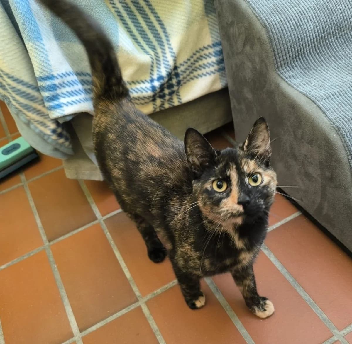 Netzy Für Freigangshaltung, female mixed breed for adoption at Tierschutz Hildesheim und Umgebung e.V., Hildesheim