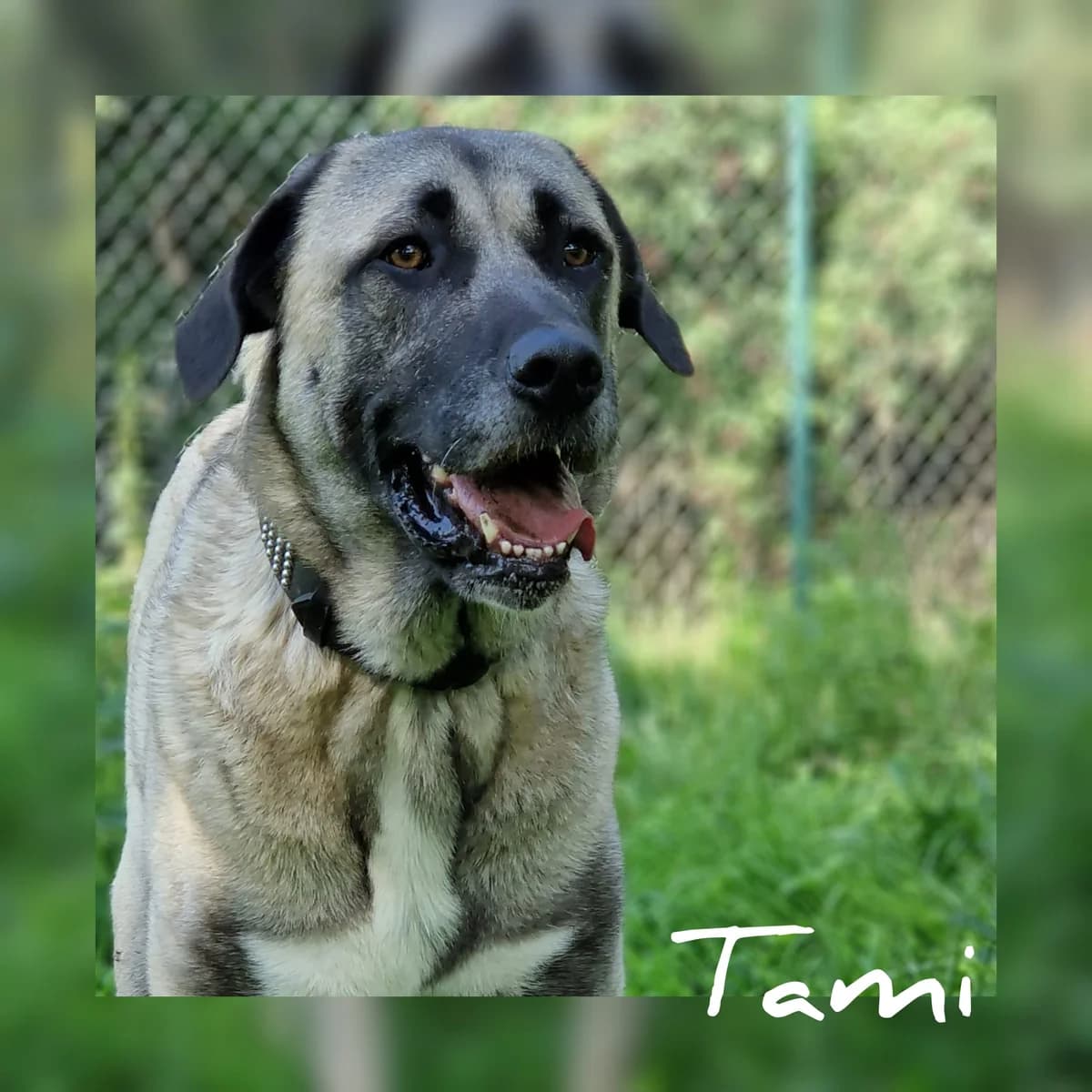 Tami, female 4yo Kangal for adoption at Tierschutz Hildesheim und Umgebung e.V., Hildesheim