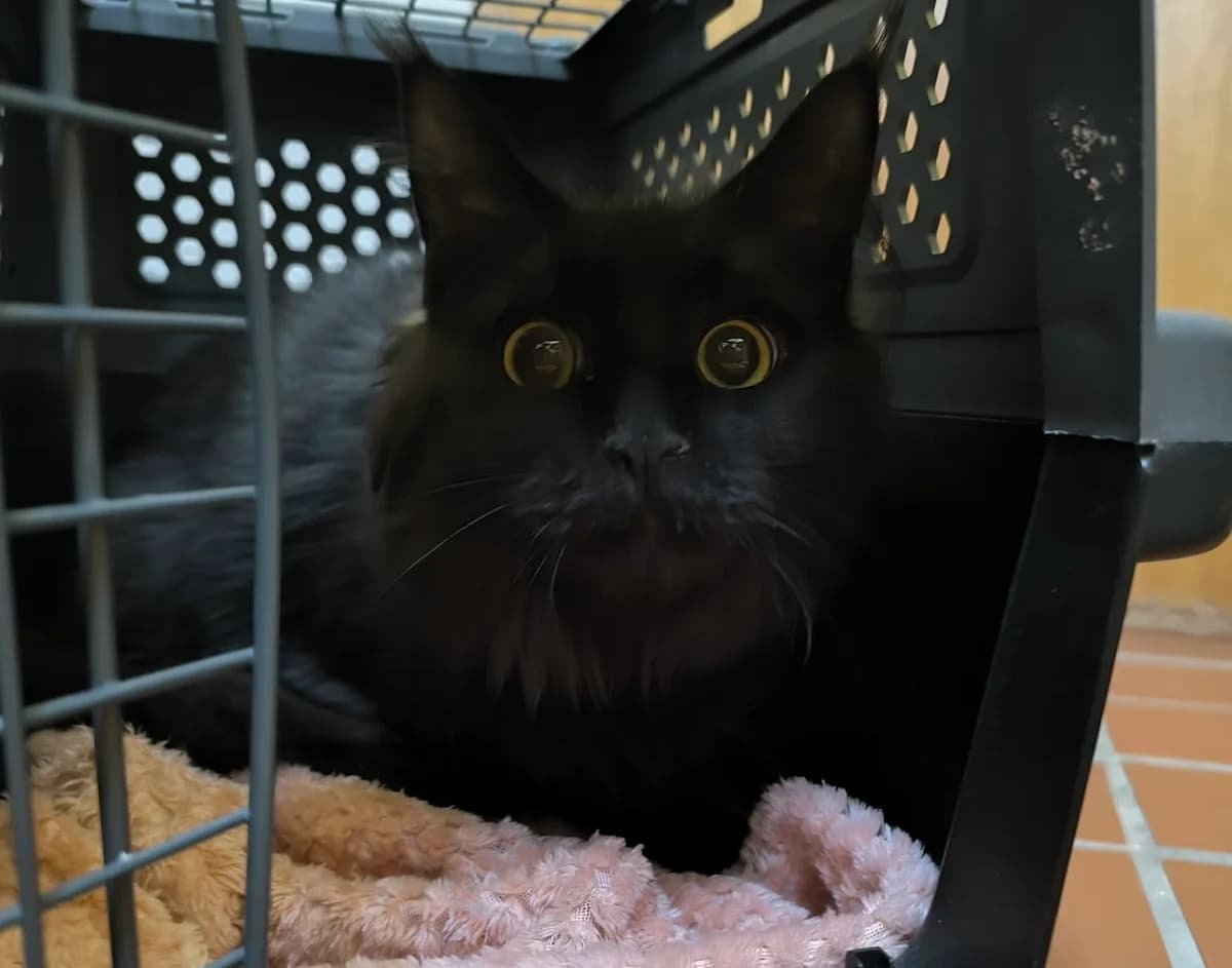 Freigang, female puppy Maine Coon for adoption at Tierschutz Hildesheim und Umgebung e.V., Hildesheim