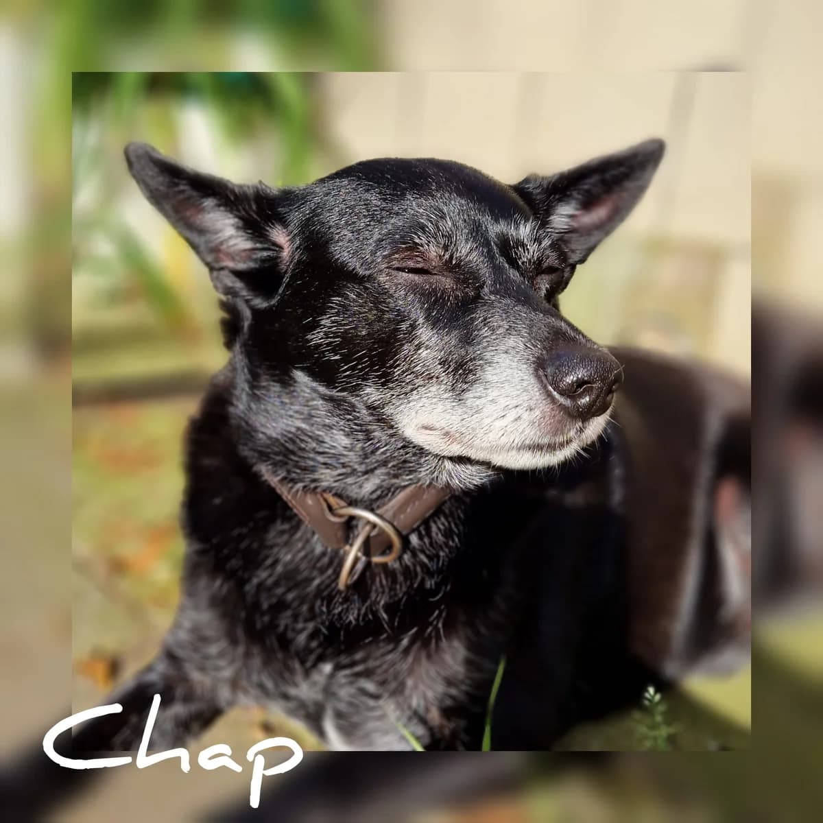 Mops Terrier Mix Chap (in Einer Pflegestelle), male senior Mixed Breed for adoption at Tierschutz Hildesheim und Umgebung e.V., Hildesheim