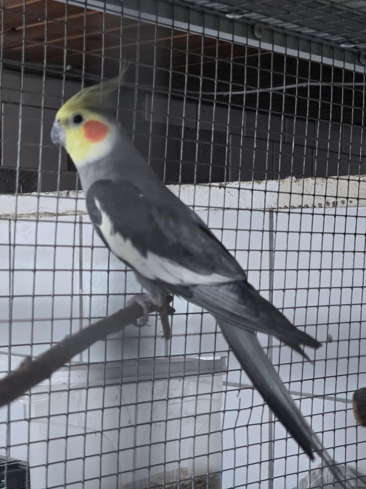 Pleakley, male mixed breed for adoption at Tierschutz Hildesheim und Umgebung e.V., Hildesheim