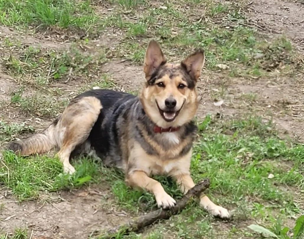 Bella, female puppy German Shepherd for adoption at Tierschutz Hildesheim und Umgebung e.V., Hildesheim