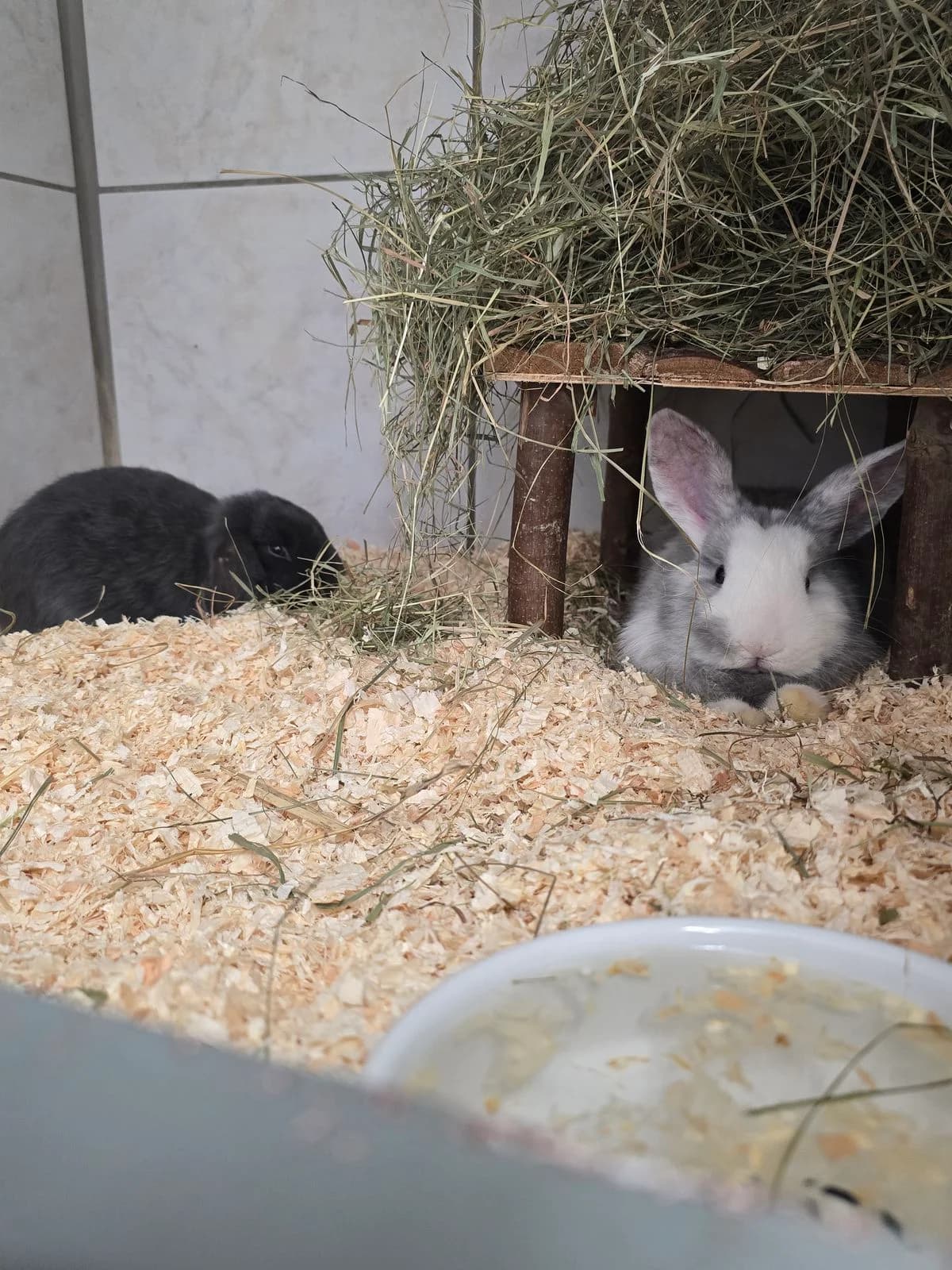 Tiana, female mixed breed for adoption at Tierschutz Hildesheim und Umgebung e.V., Hildesheim