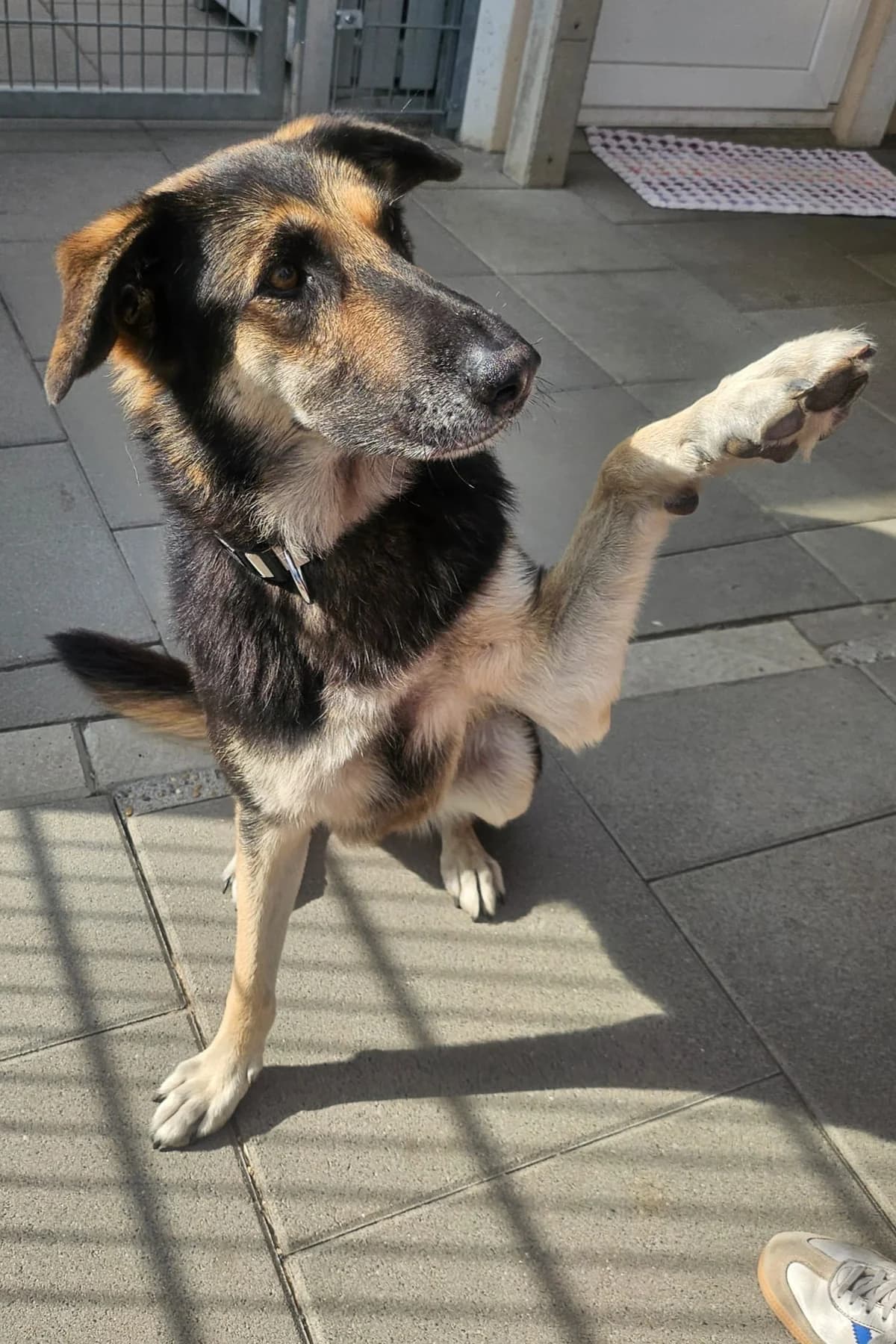 Buschi, female 7yo Mixed Breed for adoption at Tierschutz Kelkheim, Kelkheim (Taunus)