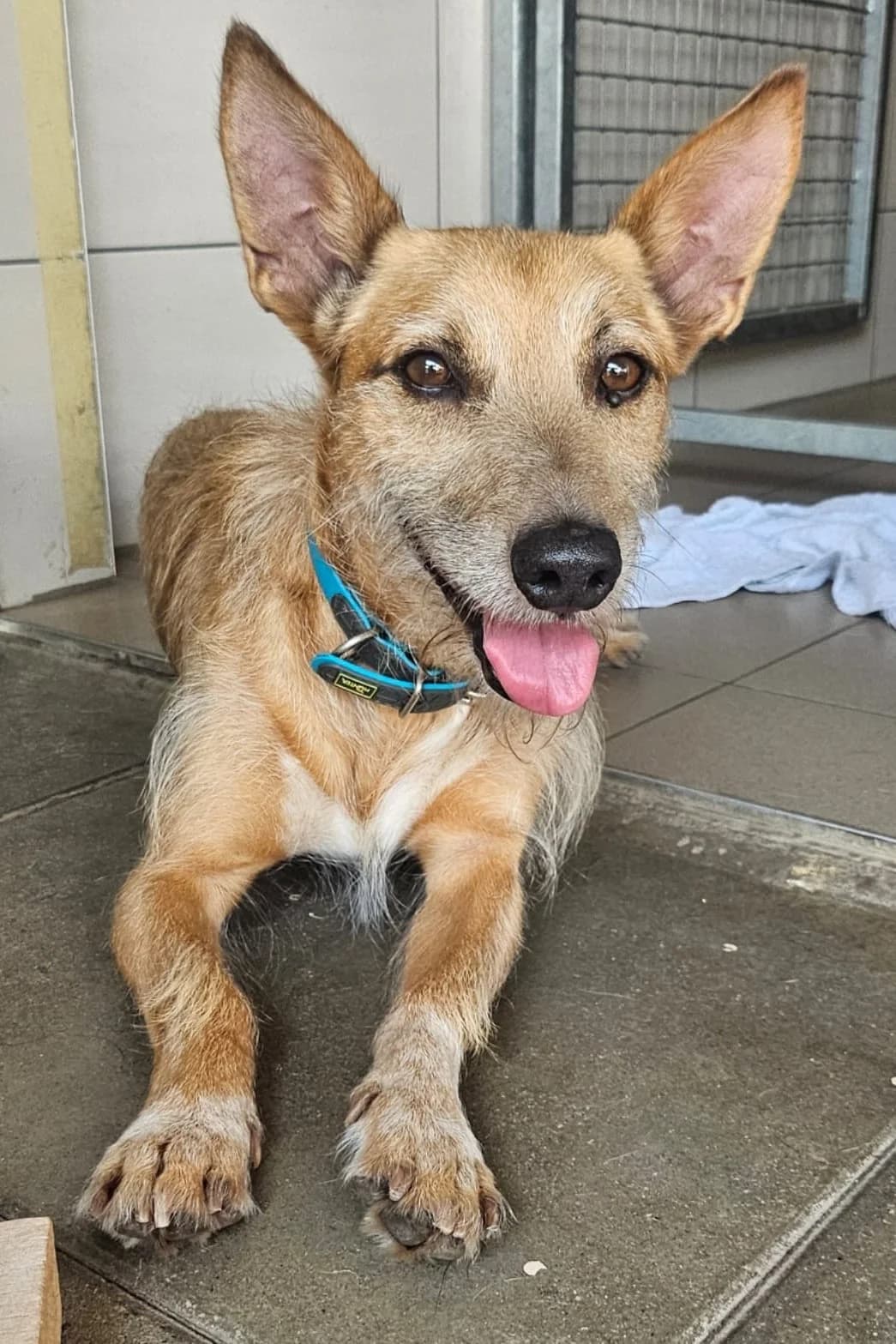 Buschi, female 7yo Mixed Breed for adoption at Tierschutz Kelkheim, Kelkheim (Taunus)