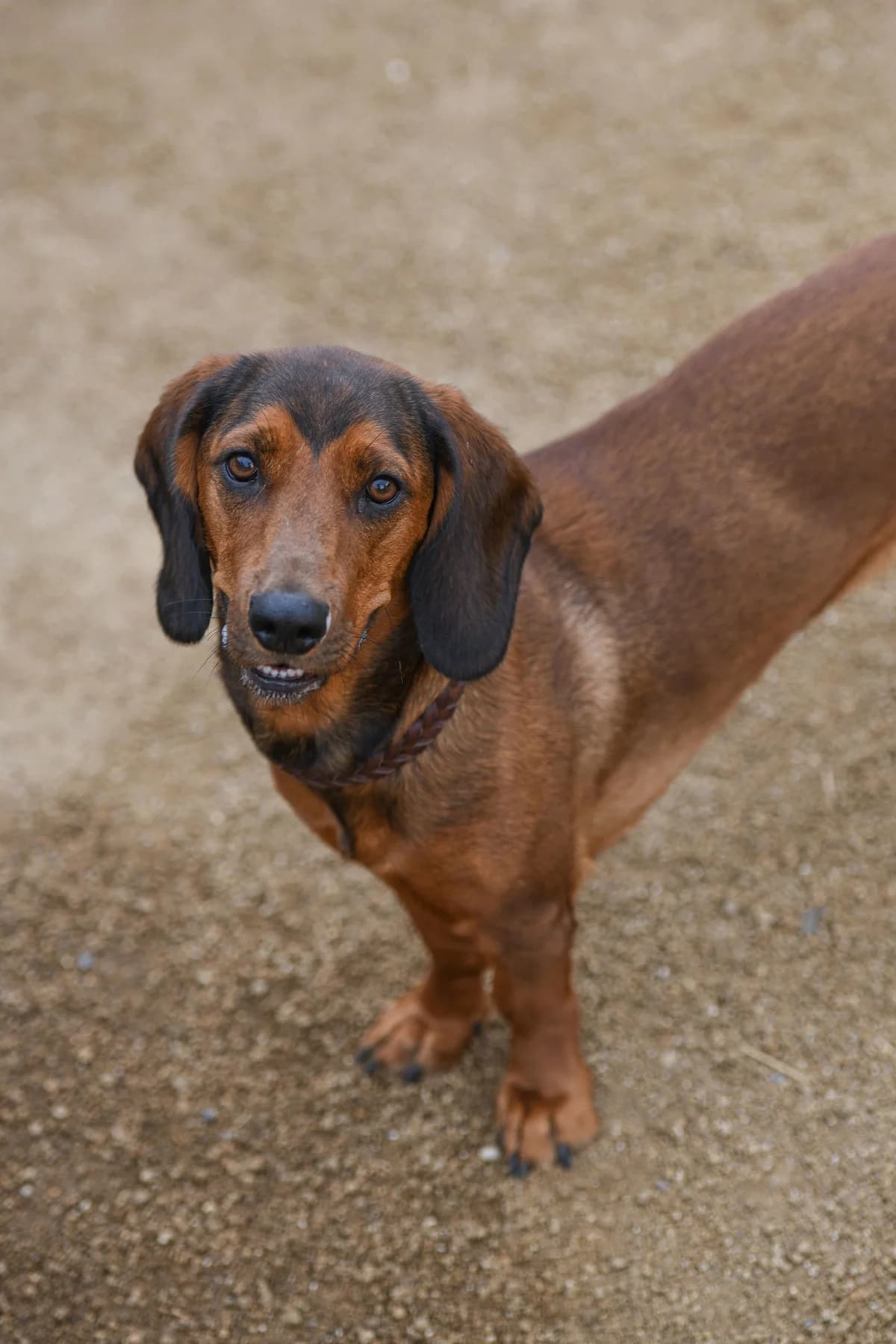Buschi, female 7yo Mixed Breed for adoption at Tierschutz Kelkheim, Kelkheim (Taunus)