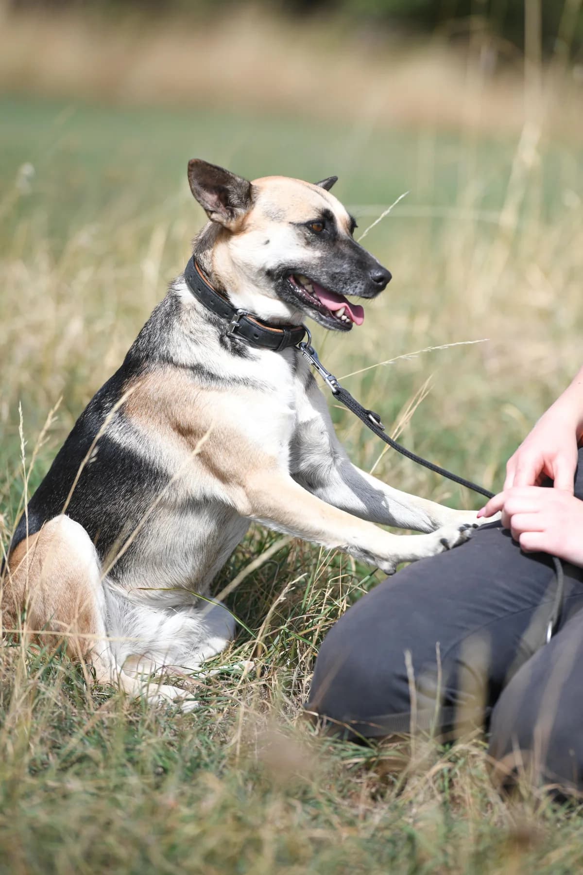 Dalila, female senior Mixed Breed for adoption at Tierschutz Kelkheim, Kelkheim (Taunus)