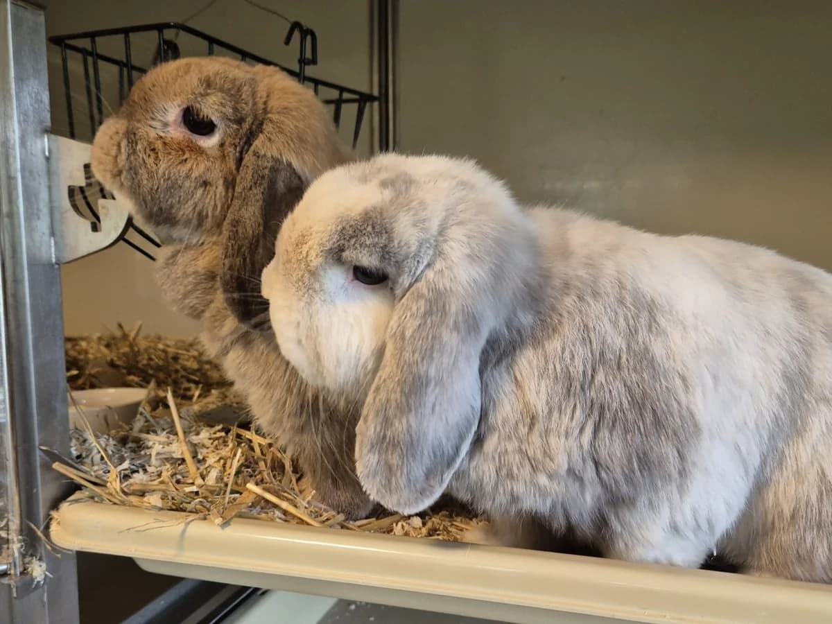 Flöckchen und Schnuffel, weiss male mixed breed for adoption at Tierschutz Kelkheim, Kelkheim (Taunus)