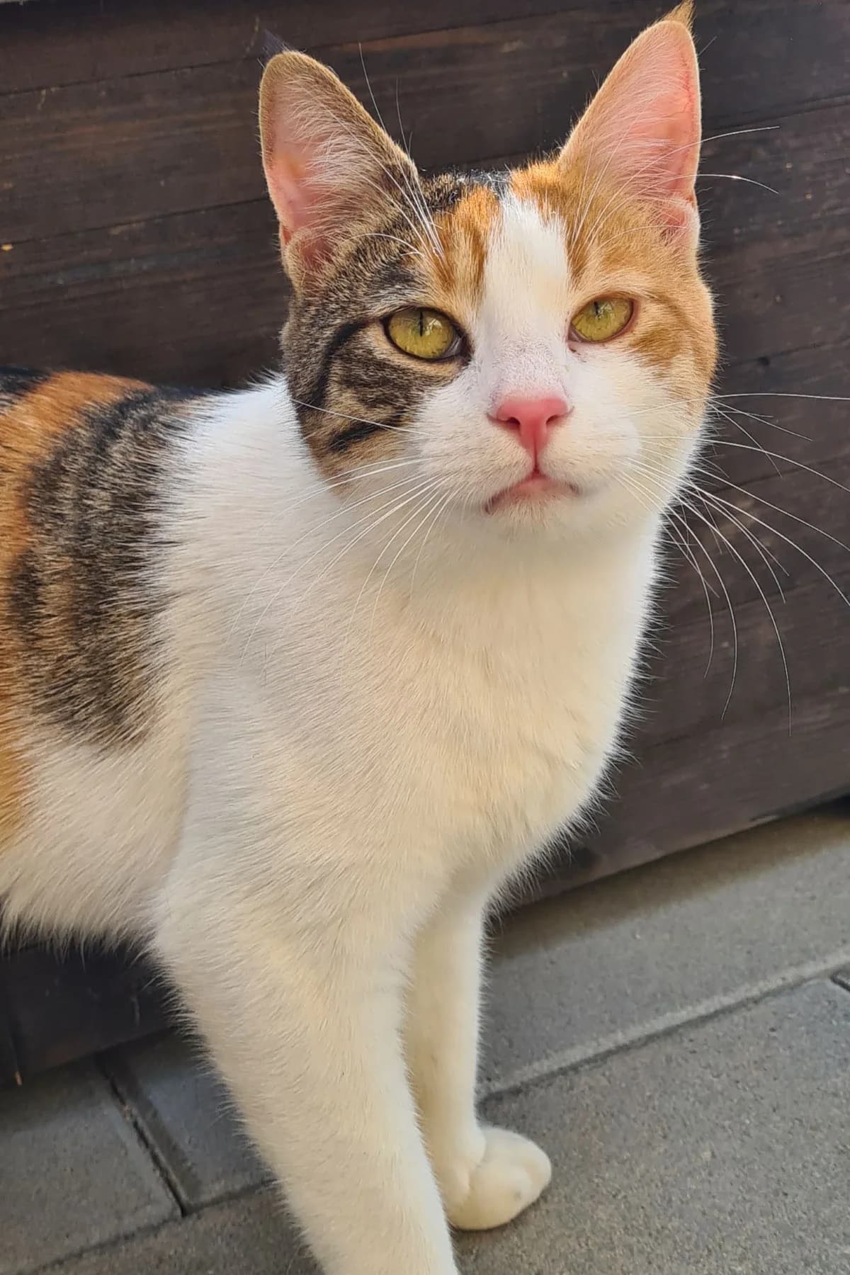Laila (reserviert), female young European Shorthair for adoption at Tierschutz Kelkheim, Kelkheim (Taunus)