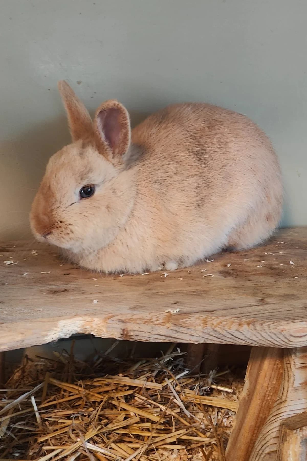 Snow und Hazel, grau male mixed breed for adoption at Tierschutz Kelkheim, Kelkheim (Taunus)