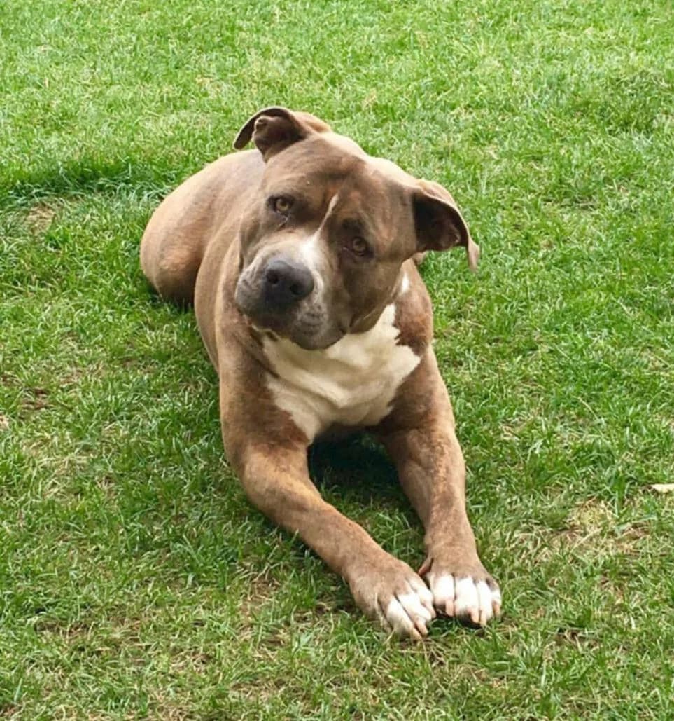 Pascha, Mixed Breed for adoption at Tierschutzverein Kelsterbach, Kelsterbach