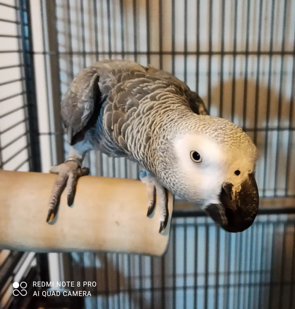Emil, Mixed Breed for adoption at Tierschutzverein Kelsterbach, Kelsterbach