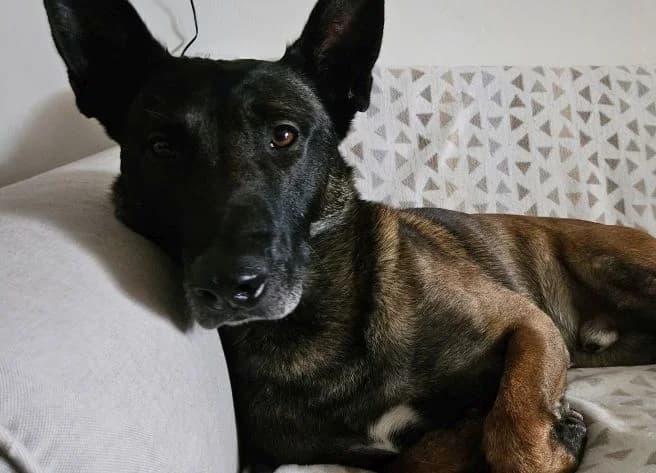 Rex, Mixed Breed for adoption at Tierschutzverein Kelsterbach, Kelsterbach
