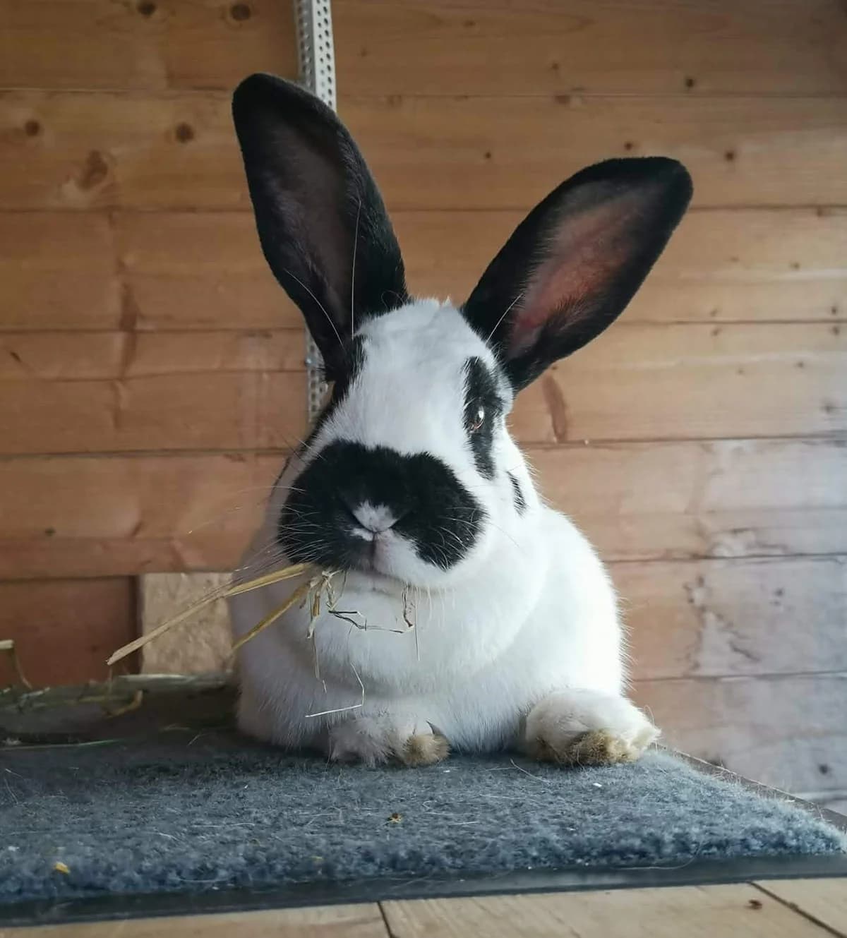„Marie“, Mixed Breed for adoption at Tierschutzverein Kelsterbach, Kelsterbach