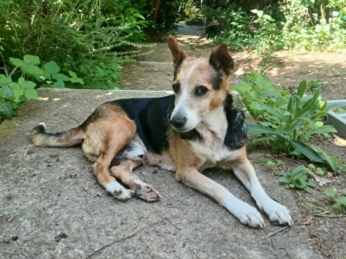 Melo, Mixed Breed for adoption at Tierschutzverein Kelsterbach, Kelsterbach