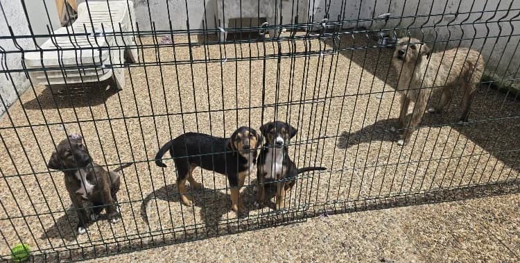 Nylah und Welpen, Mixed Breed for adoption at Tierschutzverein Kelsterbach, Kelsterbach