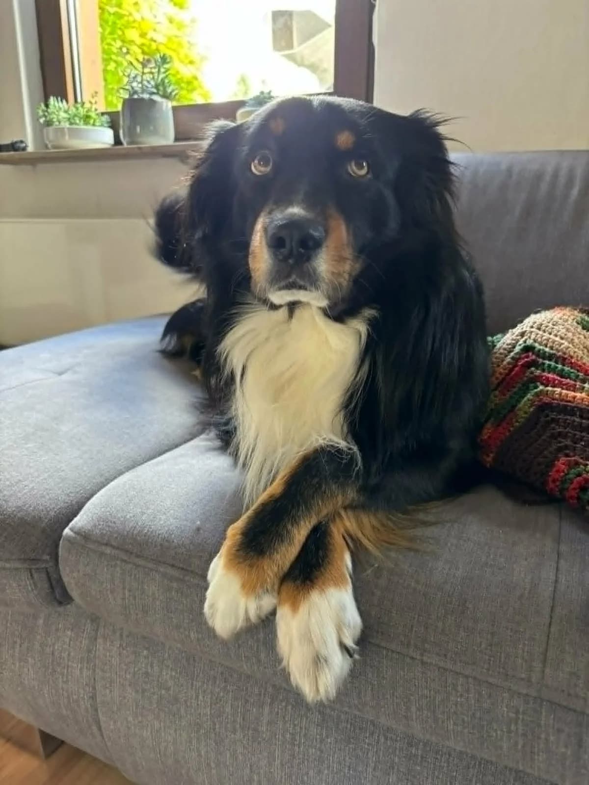 Loki, Mixed Breed for adoption at Tierschutzverein Kelsterbach, Kelsterbach