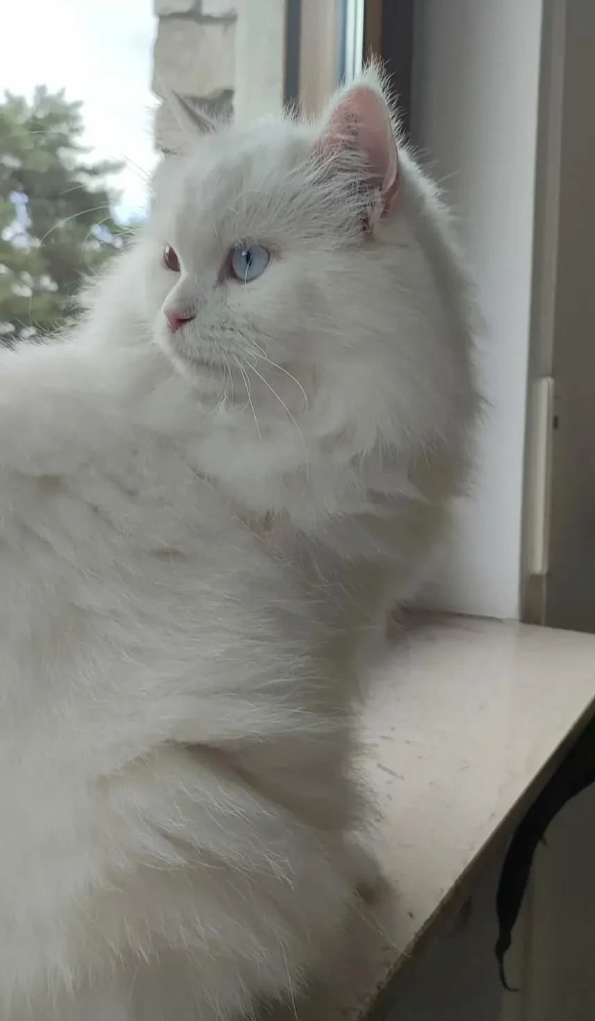 Sushi, Mixed Breed for adoption at Tierschutzverein Kelsterbach, Kelsterbach