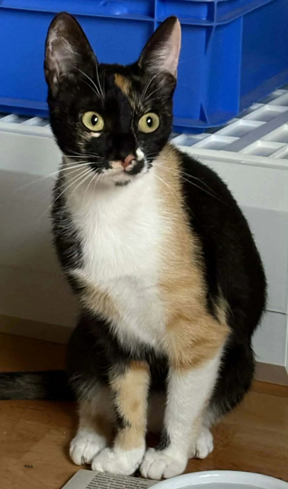 Lucy, Mixed Breed for adoption at Tierschutzverein Kelsterbach, Kelsterbach